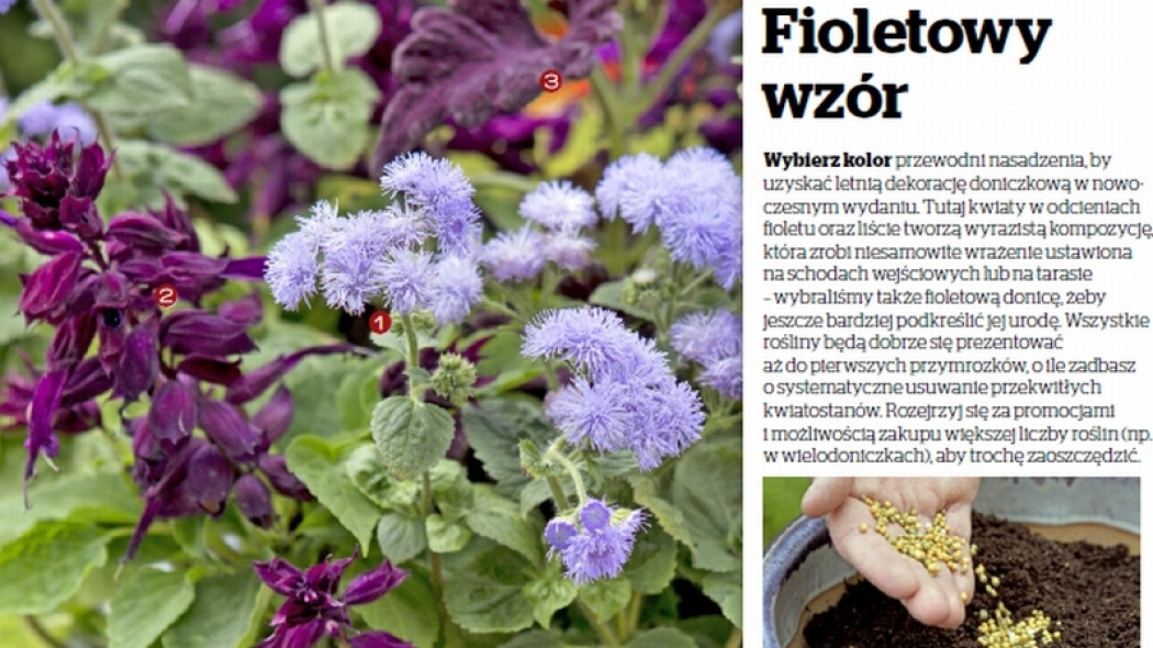 sezonowa kompozycja - fioletowy wzór
