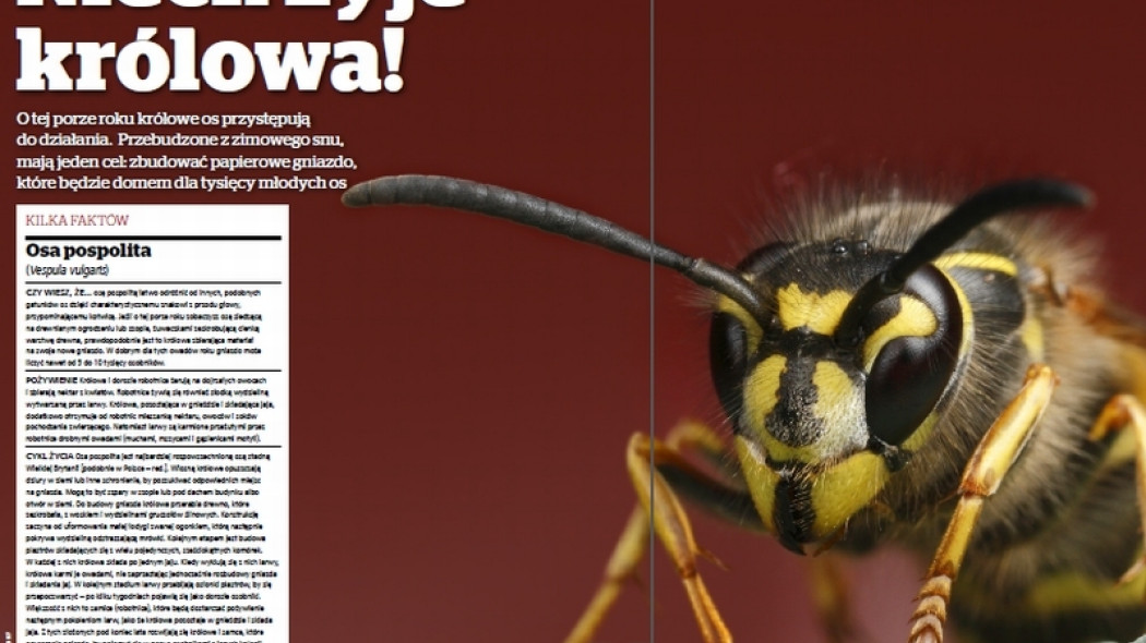osa pospolita królowa