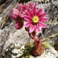  rojnik fot. lebondepot0 Pixabay