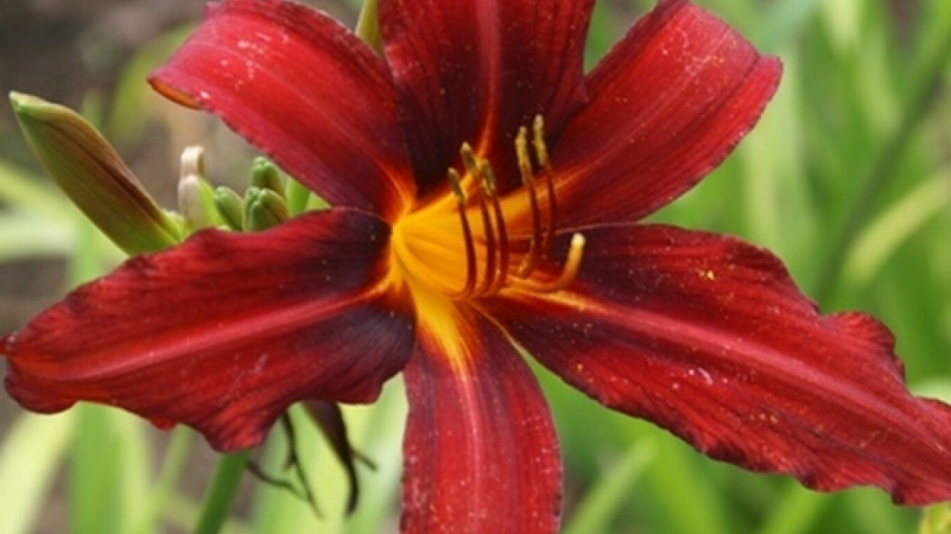 Hemerocallis Crimson Pirate fot. Grzegorz Falkowski