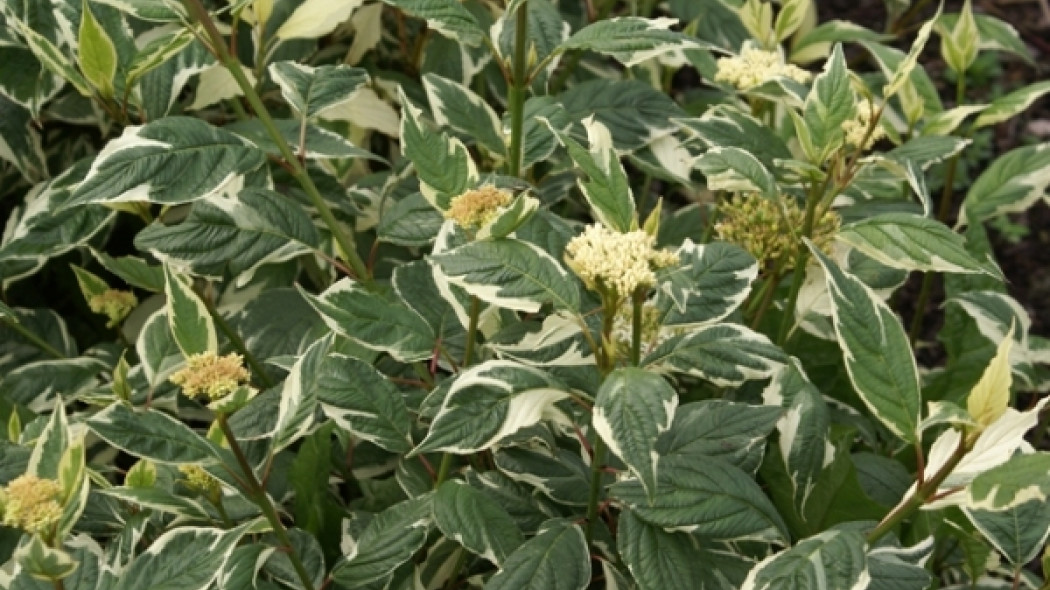 Cornus alba Sibirica Variegata fot. Grzegorz Falkowski