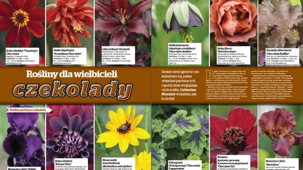 rośliny dla wielbicieli czekolady