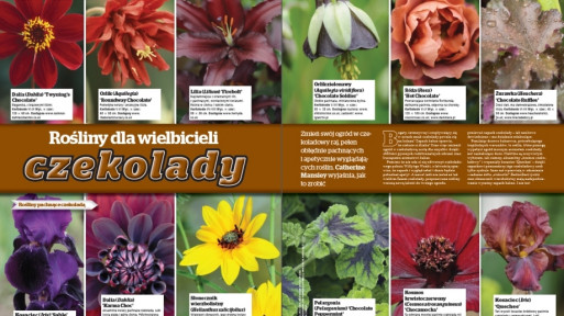 Rośliny dla wielbicieli czekolady