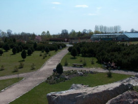 Sosna limba (Pinus cembra) rośnie na terenie Ogrodu Botanicznego w sąsiedztwie Kolekcji Flory Polski, gdzie tworzy tzw. 