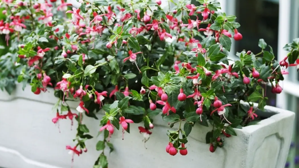fuksja fuchsia fot. Flora Dania