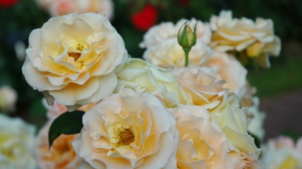 Róża Apricot Nectar