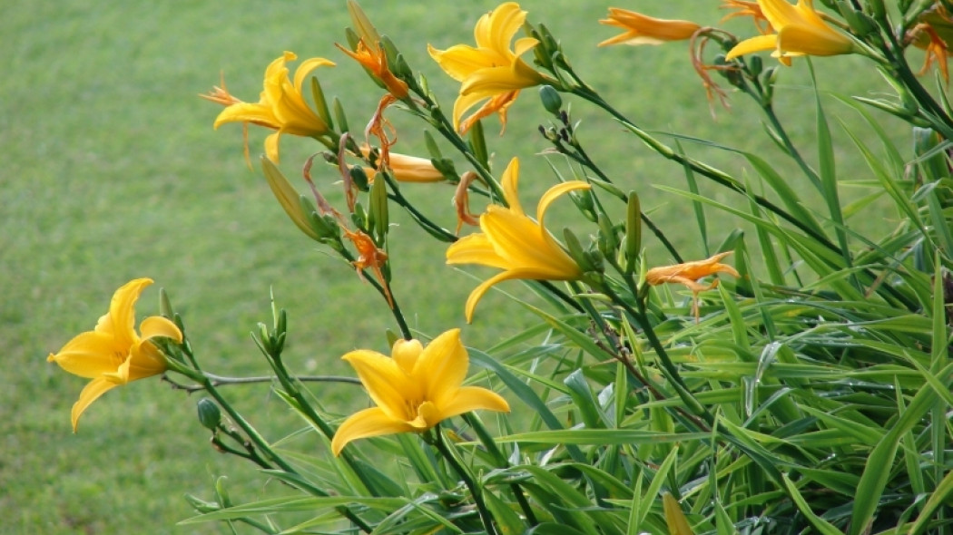 liliowce fot. Forest and Kim Starr Wikimedia Commons CC BY 3.0