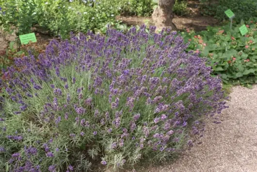 Lawenda Lavandula angustifolia Hidcote fot. Grzegorz Falkowski