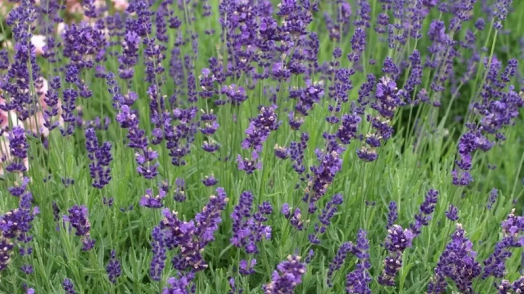 Lavandula Hidcote fot. Grzegorz Falkowski