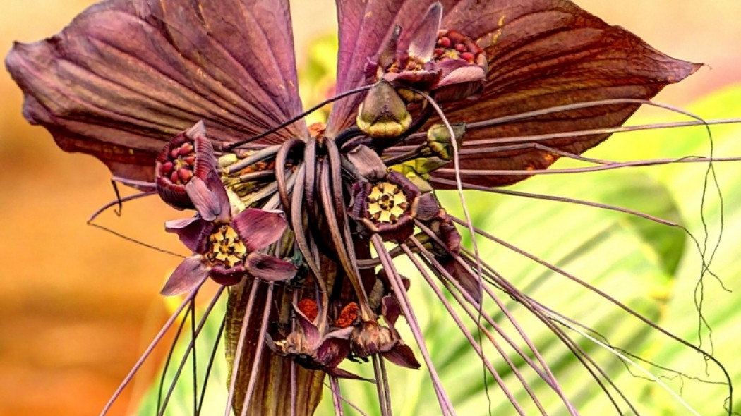 takka Tacca fot. Flickr CC