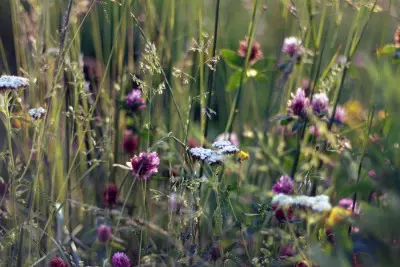Łąka kwietna (fot. Jan Vasek - Pexels)