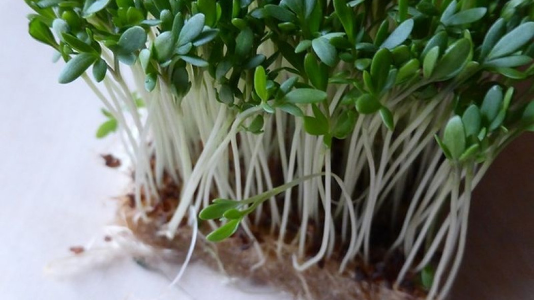 EME cress-571711_640.jpg