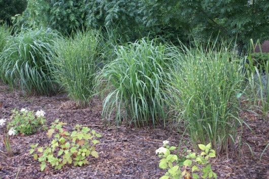 Miscanthus sinensis Malepartus fot. Grzegorz Falkowski