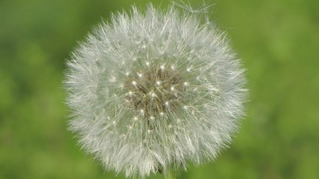 Mlecz, fot. mariuszkopij, Pixabay.jpg