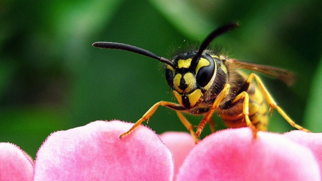 osa w ogrodzie fot. Daria Głodowska Pixabay
