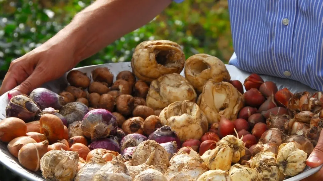 lazania z cebulek kwiatowych fot. iBulb