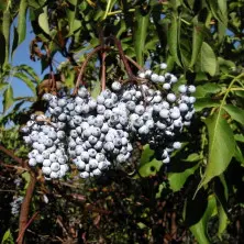 bez błękitny fot. Sambucus caerulea 7997 CC BY 2.5 Commons