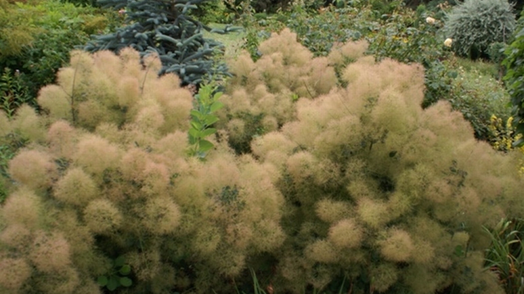 Cotinus coggygria Young Lady fot. Grzegorz Falkowski