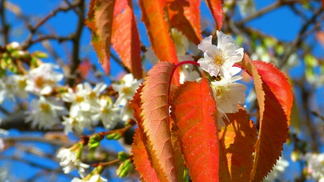 anomalia wiśnia kwitnąca na jesieni fot. Peter Kraayvanger Pixabay