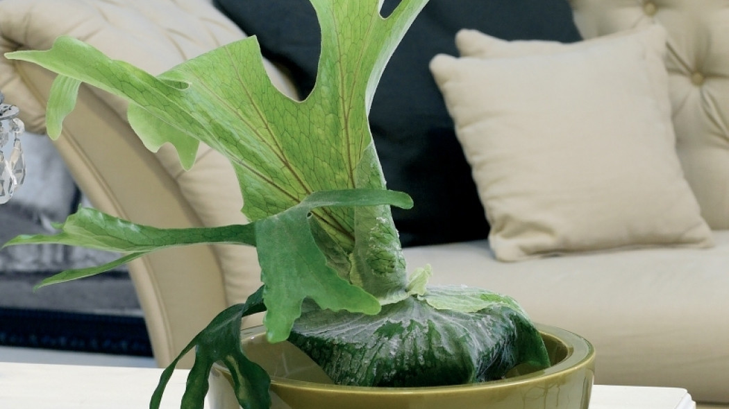 paproć platycerium fot. Flower Council Holland