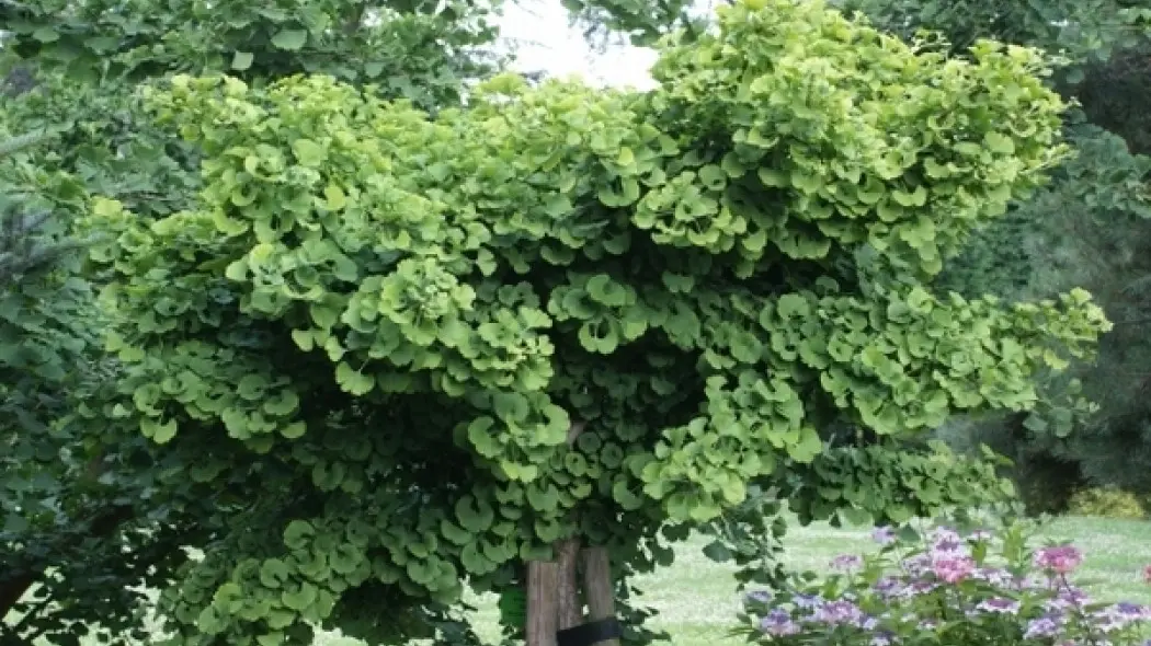 Ginkgo biloba Mariken fot. Grzegorz Falkowski