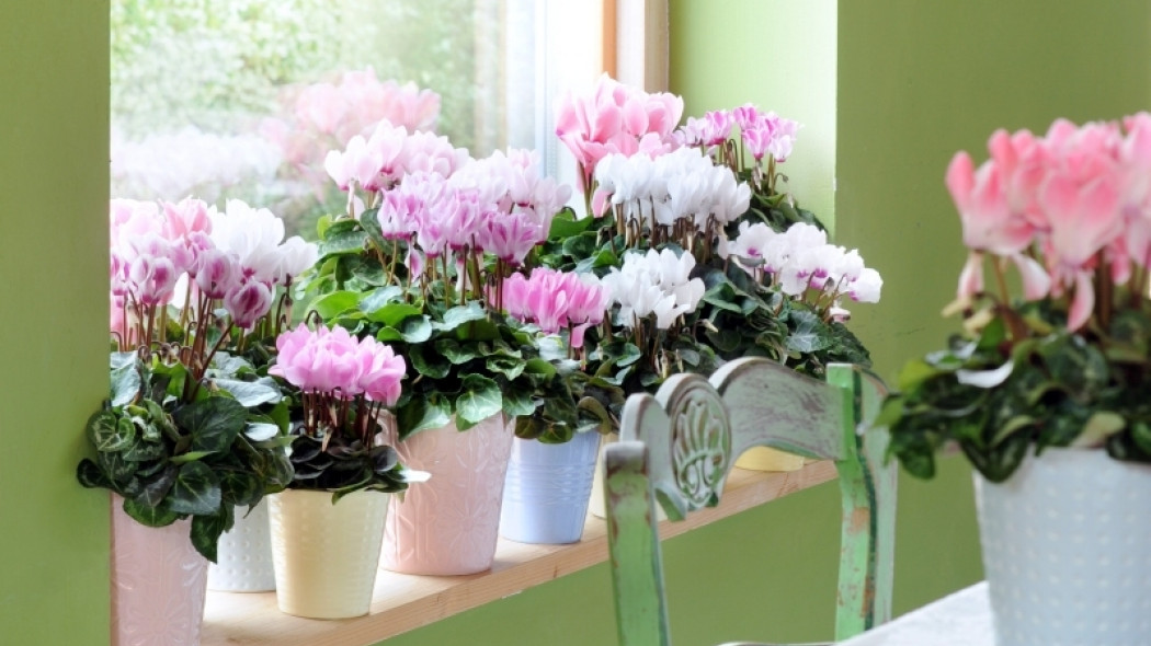 rośliny domowe fot. Flower Council Holland