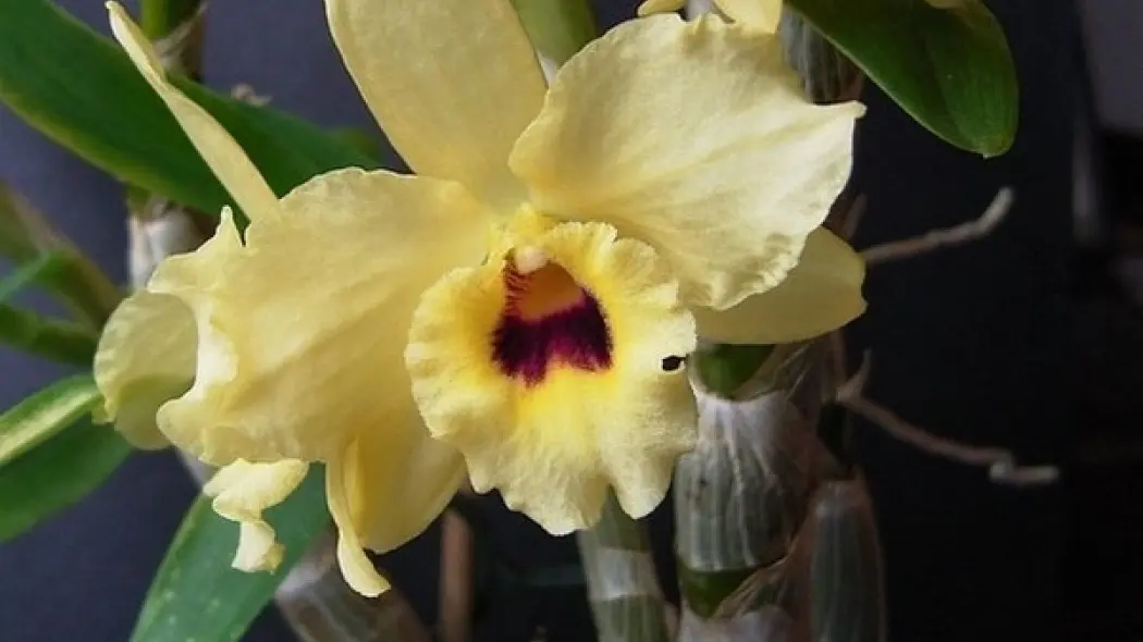 Dendrobium nobile