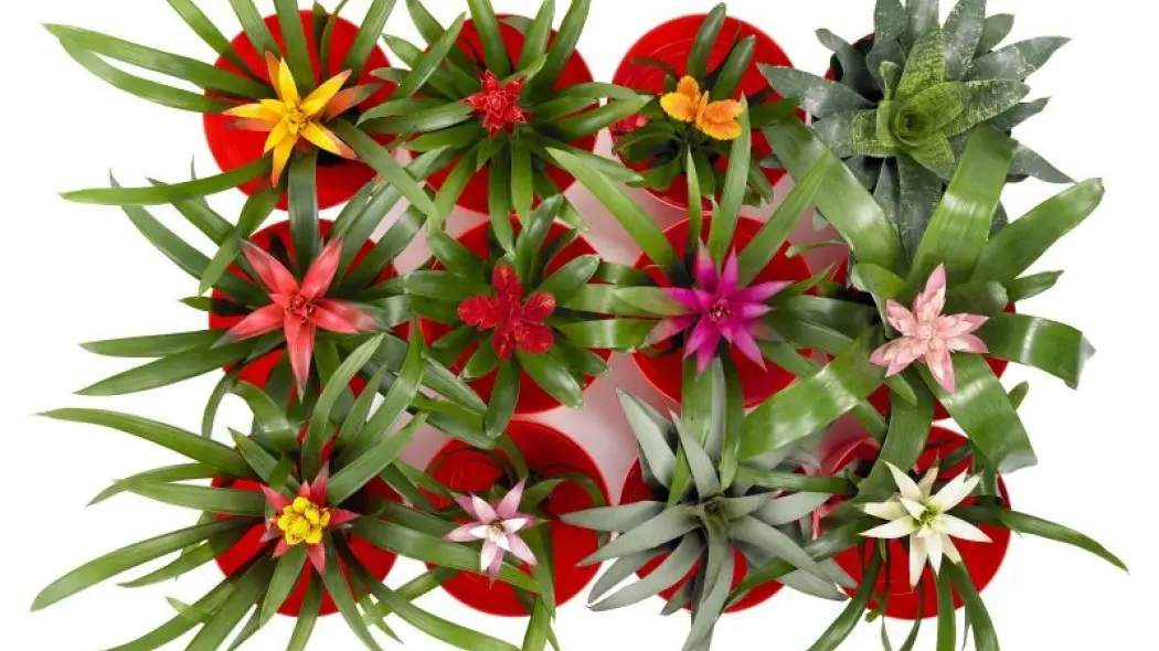 rośliny ananasowate fot. Flower Council Holland