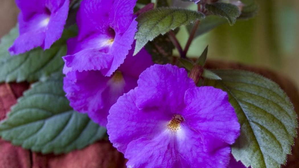 Achimenes fot. CC-BY-SA-3.0 Wikimedia Commons