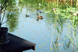 Tej wiosny, na wyspie, kaczka krzyżówka po raz pierwszy wysiedziała jaja. Wykluło się 8 kacząt, fot. www.adamstanczak.tupolecam.pl