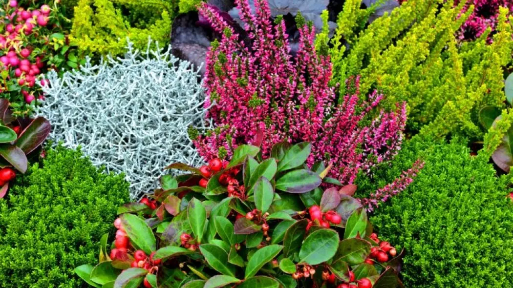 krzewinki ogrodowe fot. Stefan Korber - Fotolia.com