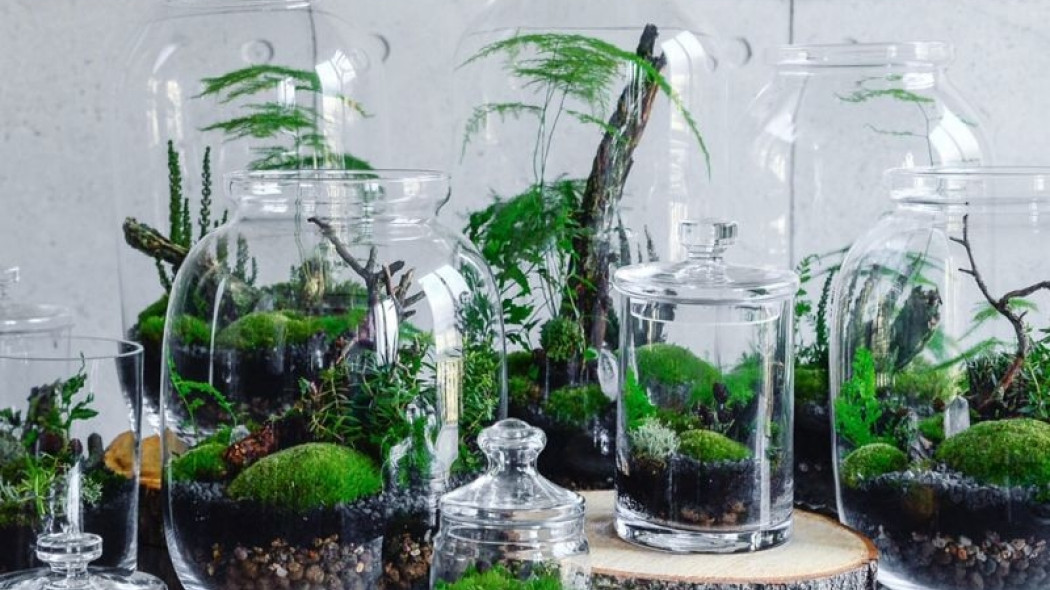 Greenbells - miniaturowy ogród zamknięty w szklanym pojemniku