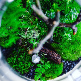 Greenbells - miniaturowy ogród zamknięty w szklanym pojemniku