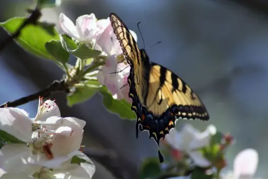 Motyl (fot. PALMER W. COOK Freeimages)