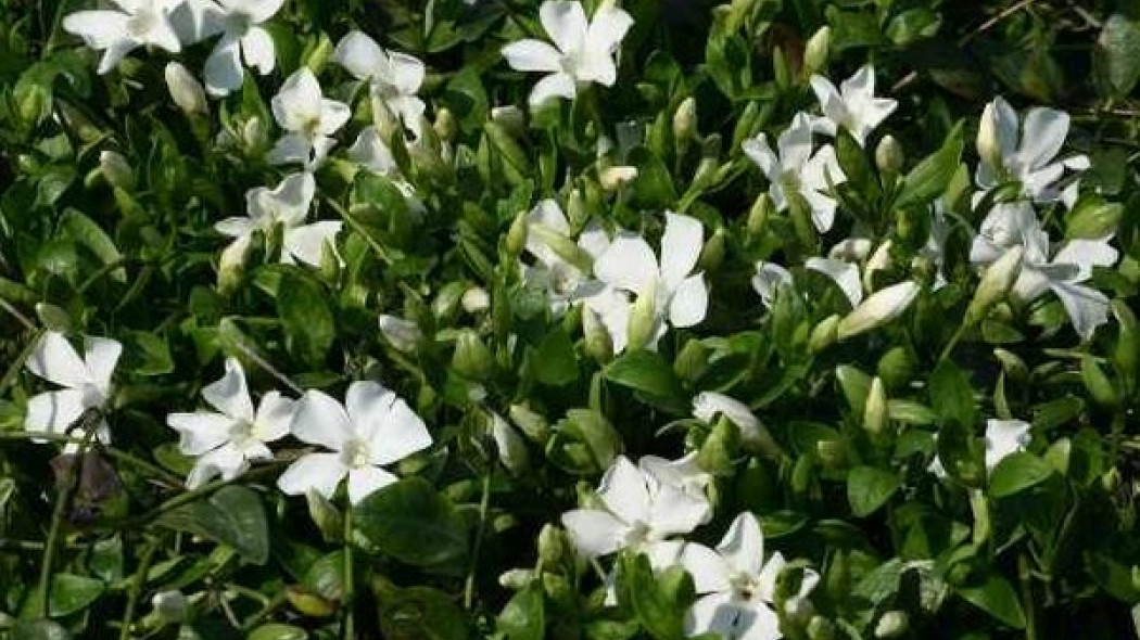 Vinca minor Gertrude Jekyll fot. Bronisław Jan Szmit SZMIT Szkółka