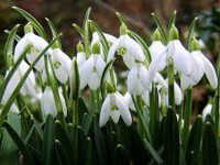 Przebiśnieg (Galanthus), fot. www.kwiatyozdobne.pl