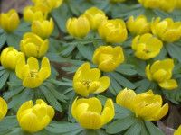 Rannik (Eranthis)