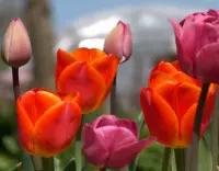Tulipan (Tulipa), fot. Paweł Romanowski