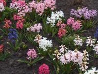 Hiacynt (Hyacinthus), fot. Paweł Romanowski
