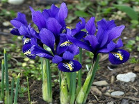 Irys (Iris), fot. www.kwiatyozdobne.pl