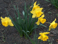 Narcyz (Narcissus), fot. Paweł Romanowski