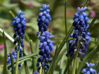 Szafirek (Muscari), fot. Paweł Romanowski