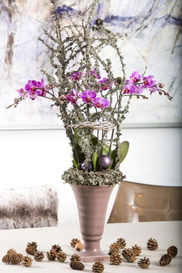 falenopsis Święta