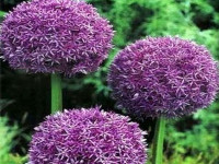 Czosnek (Allium), fot. www.kwiatyozdobne.pl