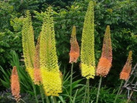 Pustynnik (Eremurus), fot. www.kwiatyozdobne.pl