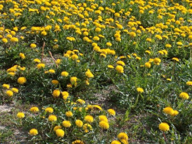 Mniszek lekarski (Taraxacum officinale), błędnie nazywany mleczem, jest bardzo pospolitym chwastem zarówno na trawnikach, jak i na rabatach kwiatowych, warzywnikach oraz sadach. Chwast ten może rosnąć na prawie każdej glebie. Bardzo szybko się rozsiewa poprzez nasiona zaopatrzone w aparat lotny w postaci puchu. Zapewne każdy z nas zna pospolite dmuchawce, fot. Paweł Romanowski