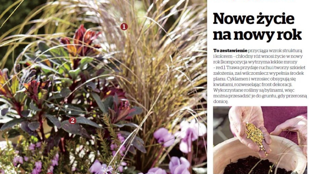 Kompozycja sezonu - nowe życie na nowy rok