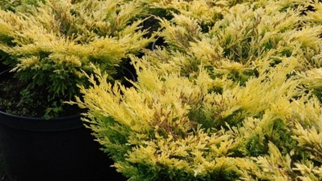 Juniperus horizontalis Limeglow fot. Joanna Filipczak
