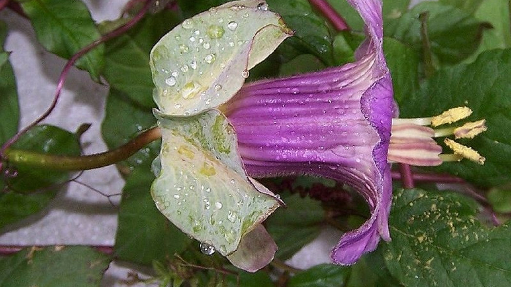 kobea pnąca fot. Wikimedia Commons