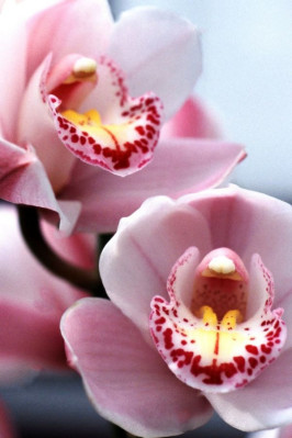 cymbidium fot. Takashi Murakami - Pixabay